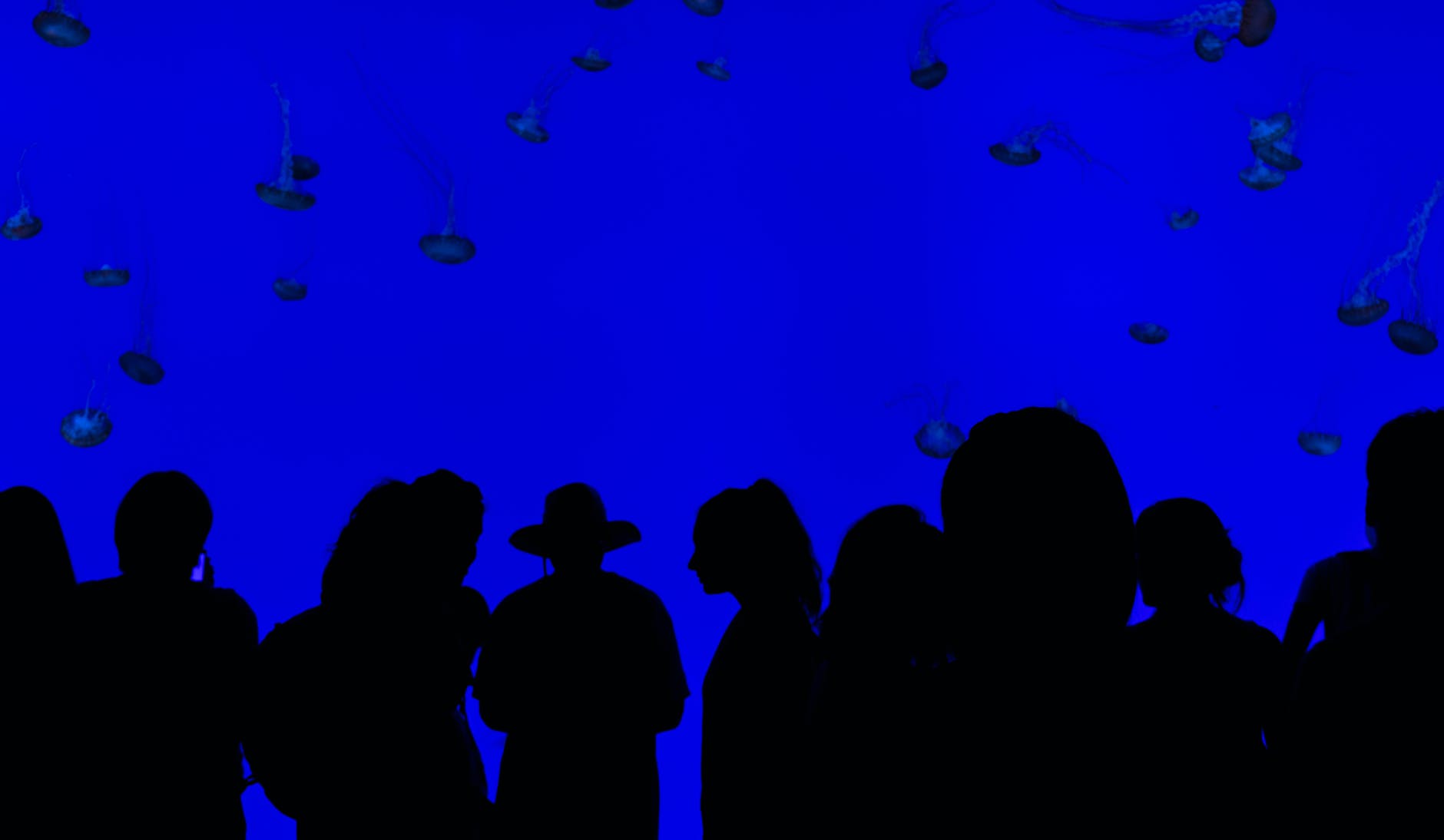 silhouette of people