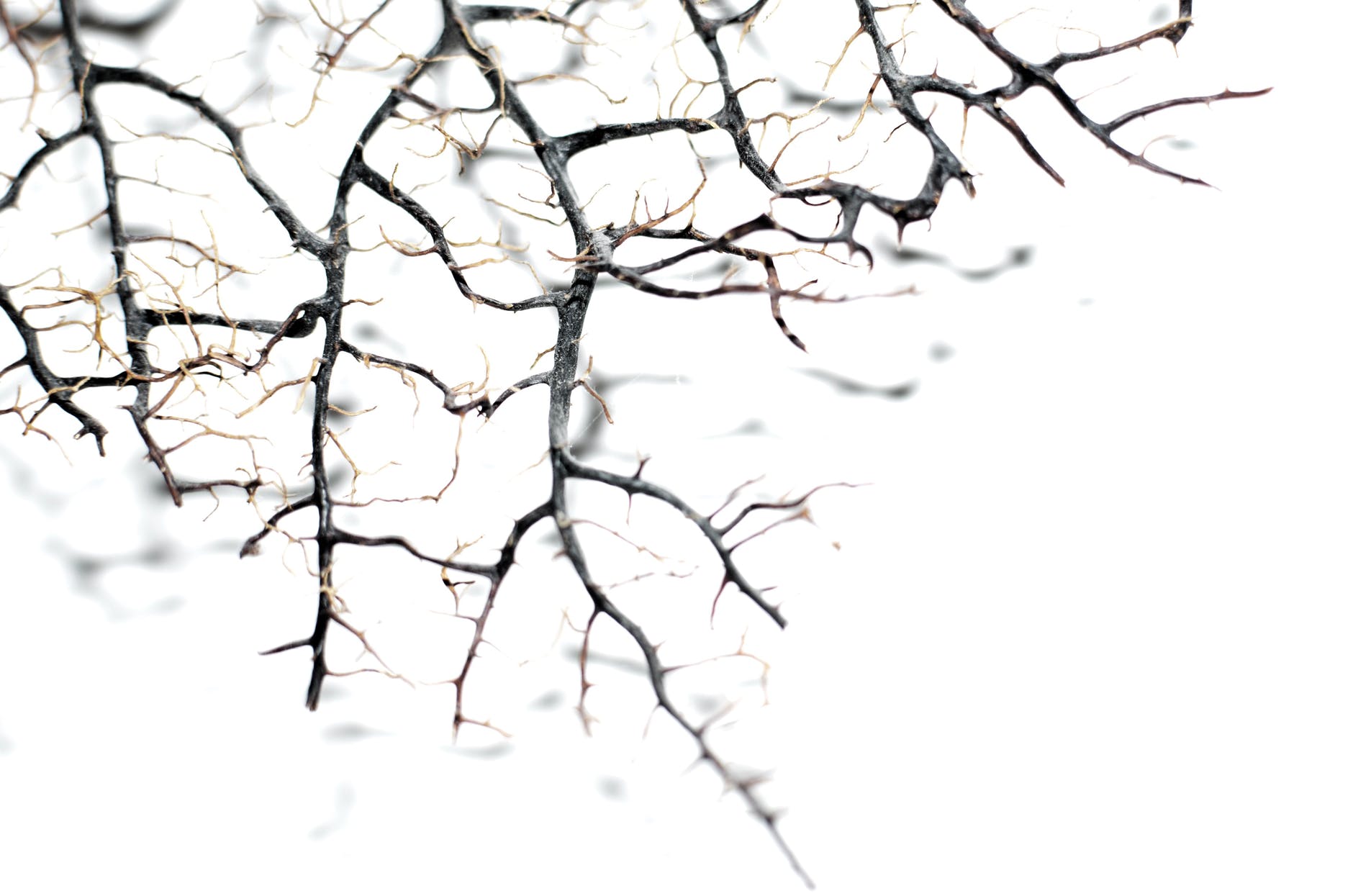 leafless tree branches with thin needles