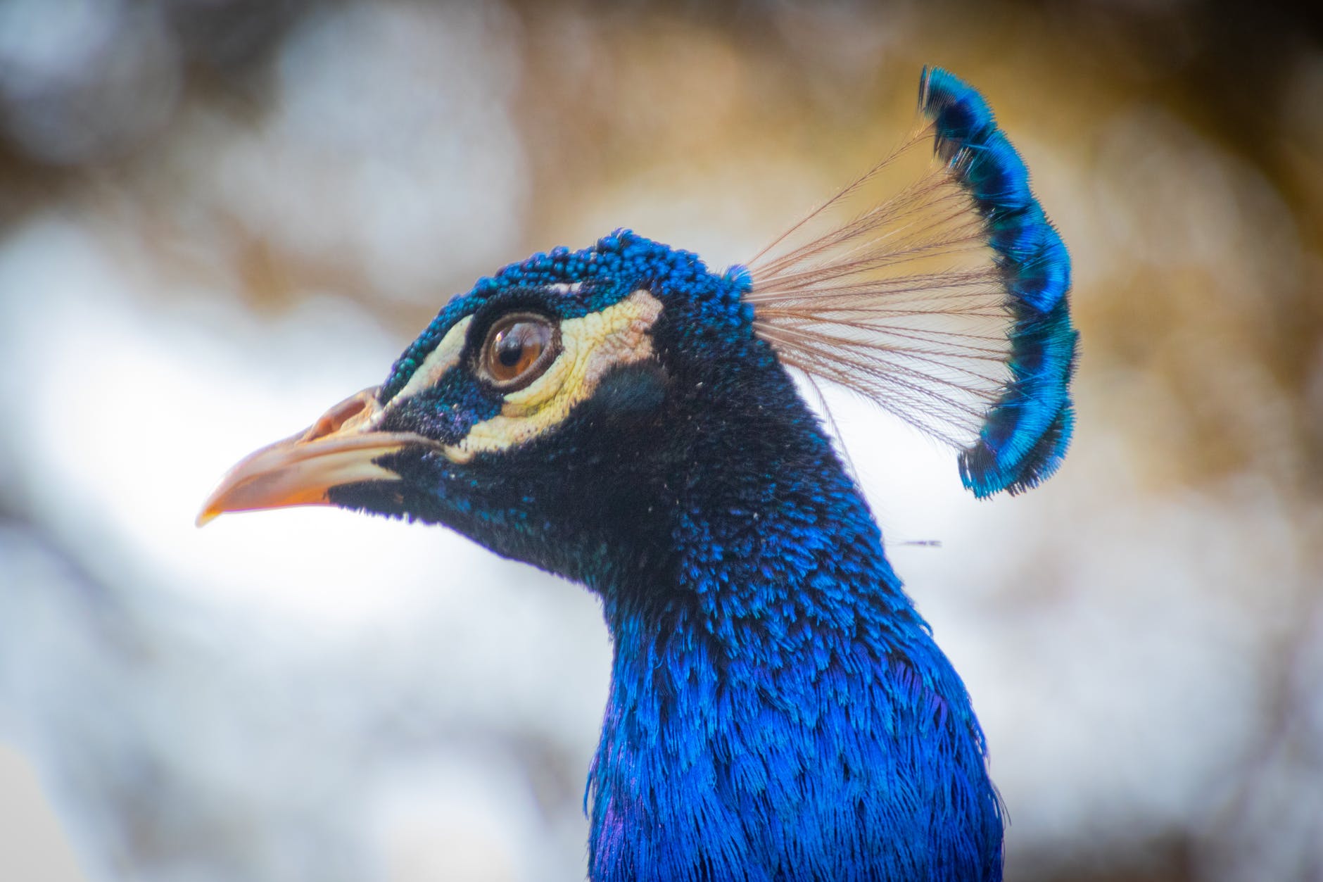 focus photo of blue peacock