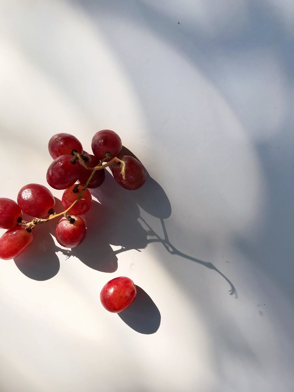 ripe grapes on branch on white surface in sunlight